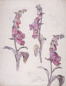 Foxgloves painted around 1900, by Beatrix Potter.