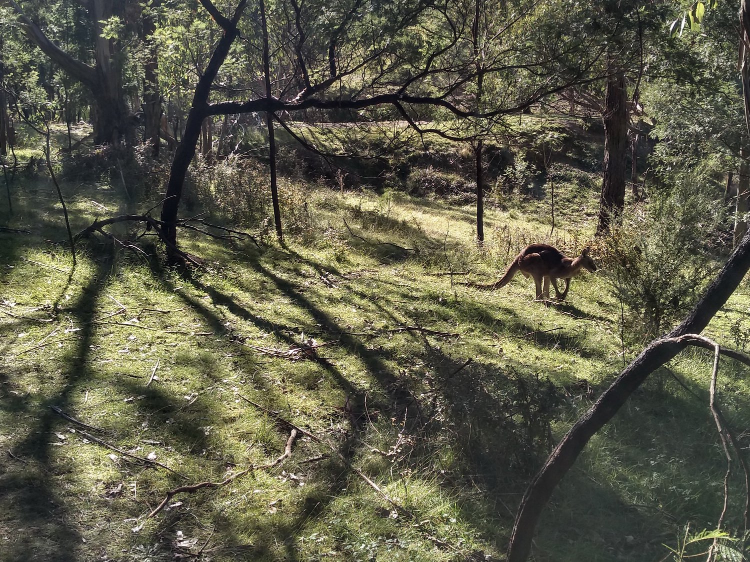 A close encounter of a kangaroo feeding under the trees. Sugarloaf Reservoir walk, May 2020.