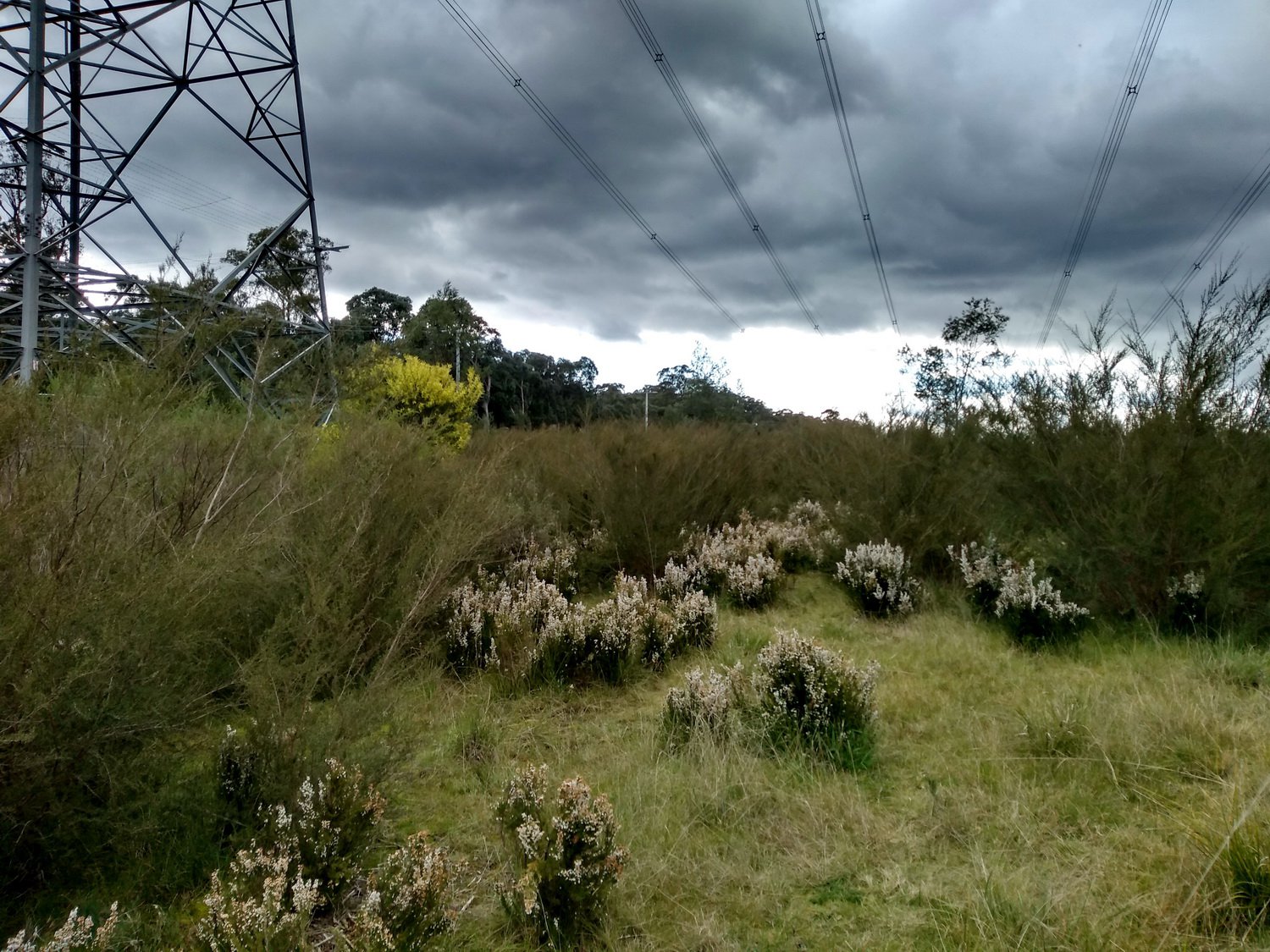Nature meets technology, power transmission lines hover above the park. Reynolds Road south walk, August 2020.