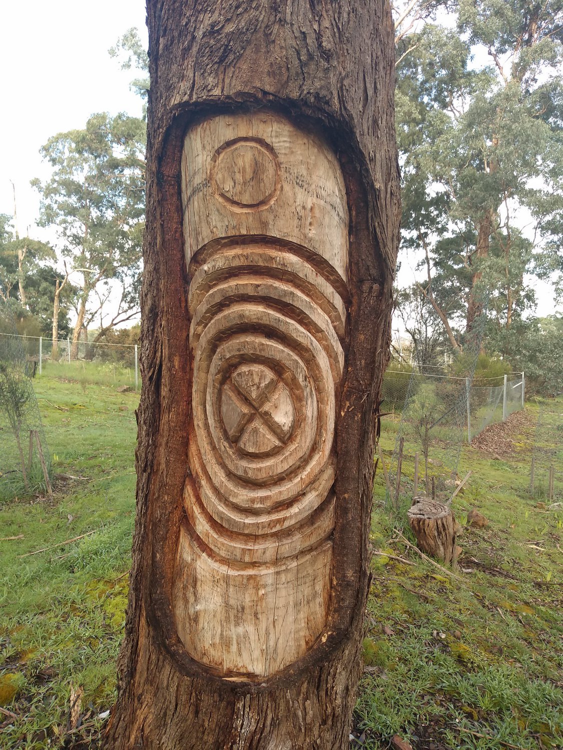 Scar tree to mark the opening of the ceremonial ground at Garrambi Bann.