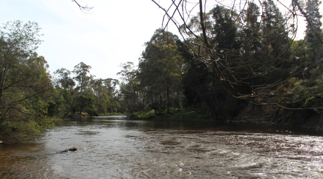 Riverside scenery. Walking along the Yarra River starting from Warrandyte, November 2012.