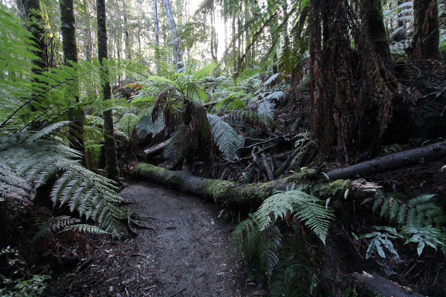 Track bordered by a moss covered log. Ada Tree walk, Noojee. July 2020.