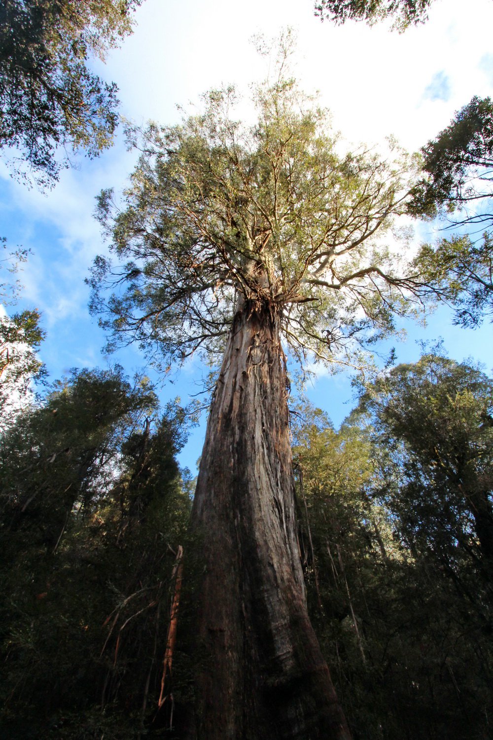 The 75m, 300 year old mountain ash that is The Ada Tree. Ada Tree walk, Noojee. July 2020.
