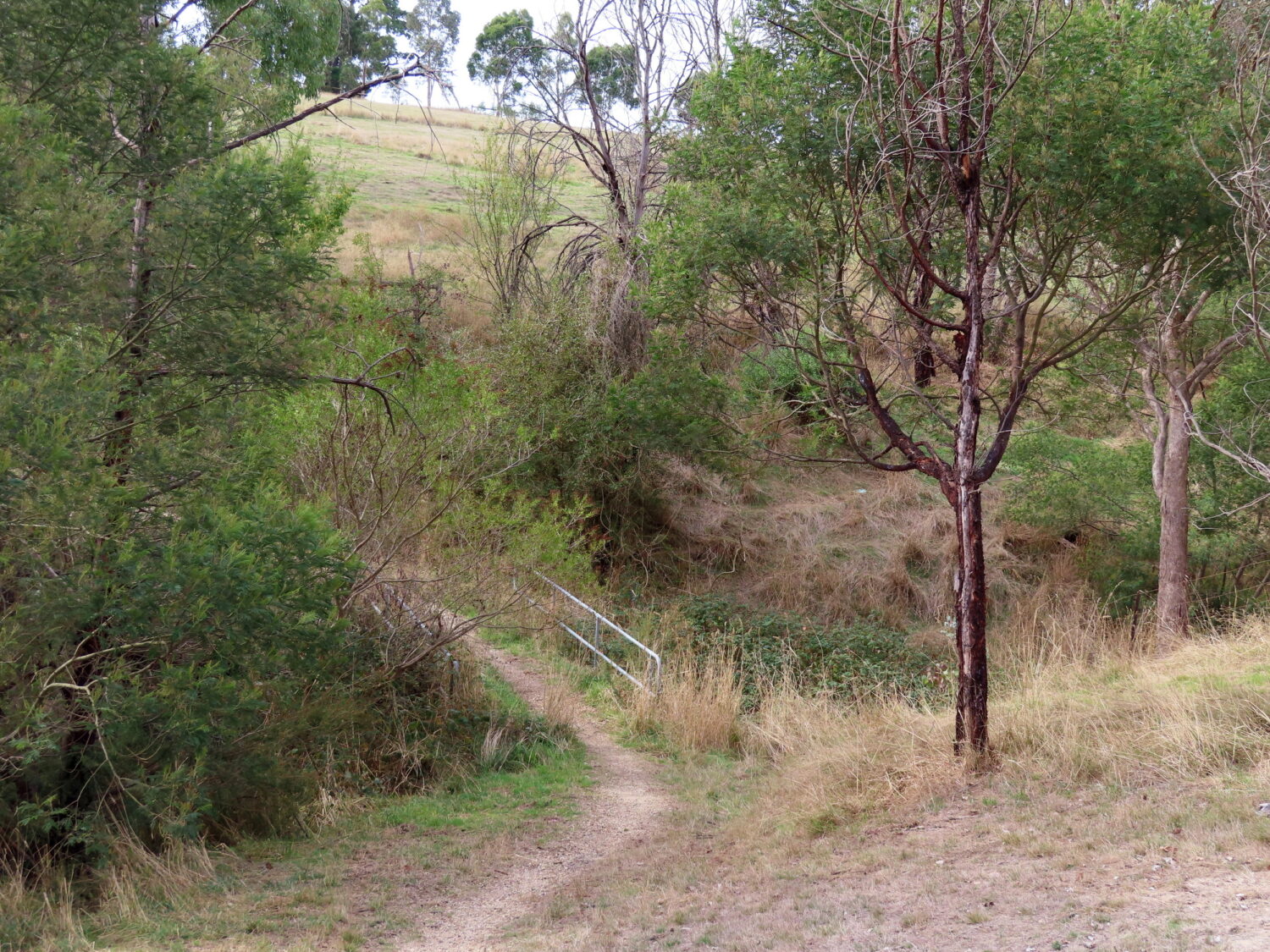 The "bridge" across the gully bottom. Grahams Road, Kangaroo Ground walk, April 2022.