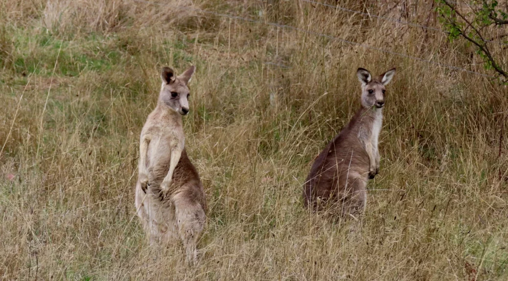 Kangaroos near the track towards the Wycliffe Centre boundary