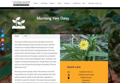Murnong Yam Daisy – Microseris lanceolata – Tucker Bush