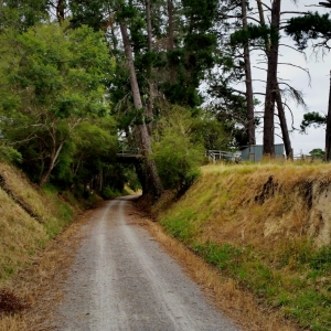 Railway cutting near Woori Yallock