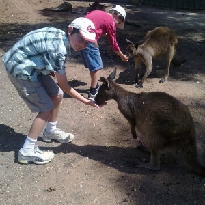 Feeding the kangaroos at Ballarat Wildlife Park