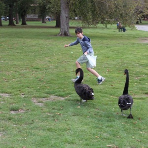 Black swan feeding time