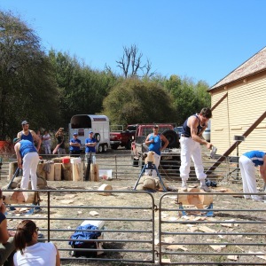 The wood chopping competition