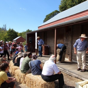 Sheep shearing demonstration