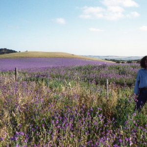 Karen in a lavendar fields