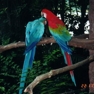 Macaws perched on a branch
