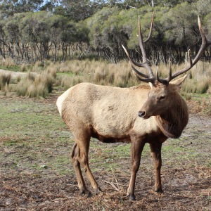 Male deer with full antlers