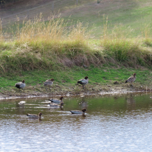 Ducks on a rural dam